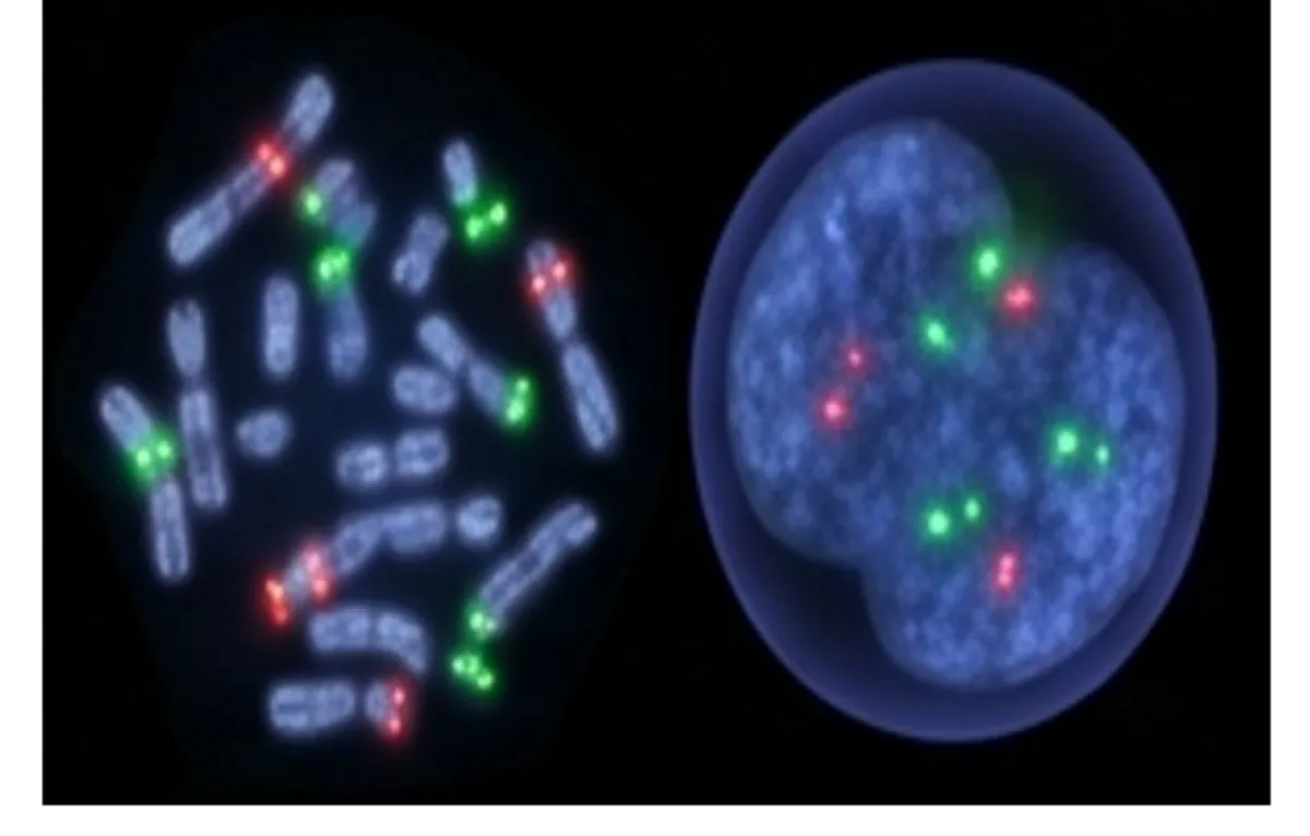 FISH – Hybridation in situ fluorescente